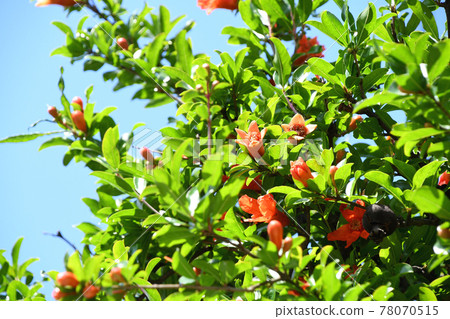 Real pomegranate (stone agate) flowers 78070515