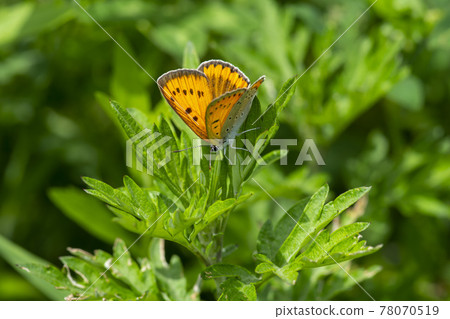 Big Violet Butterfly Big Violet Butterfly 78070519