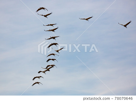 Cranes flying in blue sky Cranes flying in blue sky 78070646