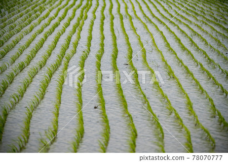 Hojobeol, Siheung-si, Gyeonggi-do 78070777