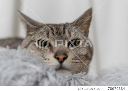 Staring cat, Sabatra cat Staring cat, Sabatra cat 78070884