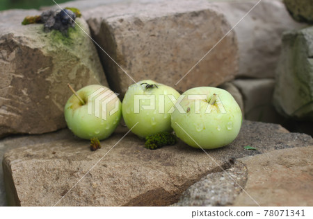 Apples on the tree Apples on the tree 78071341