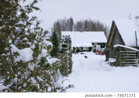 Winter village landscape with wooden house, spruce trees and snow. 78071371