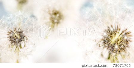 Closeup on blooming dandelions Closeup on blooming dandelions 78071705