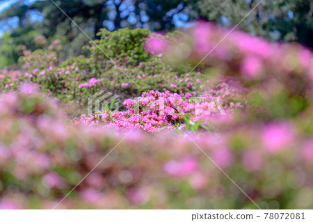 大分縣美山霧島萬年山 大分縣美山霧島萬年山 78072081