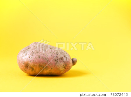 Raw potato on bright yellow background. Raw potato on bright yellow background. 78072443