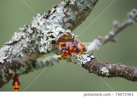 Pitch on the tree 78072461