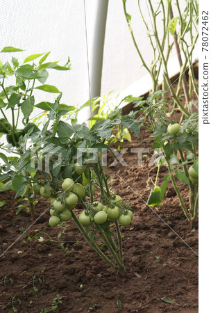 Unripe tomatoes in the greenhouse Unripe tomatoes in the greenhouse 78072462