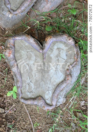 天然心形樹 天然心形樹 78072672