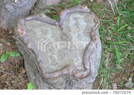 天然心形樹 天然心形樹 78072674