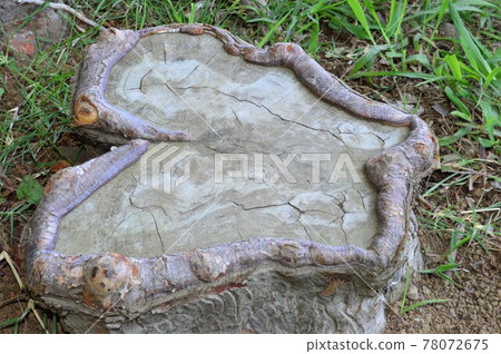 Natural heart-shaped tree Natural heart-shaped tree 78072675