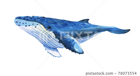 <水彩> 手繪的座頭鯨,微笑著優雅從容地游泳 <水彩> 手繪的座頭鯨,微笑著優雅從容地游泳 78073554