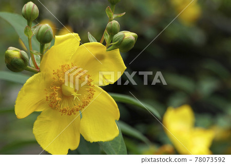 Yellow flowers of Hypericum hide coat shining in the rainy season Yellow flowers of Hypericum hide coat shining in the rainy season 78073592