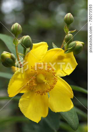 Yellow flowers of Hypericum hide coat shining in the rainy season Yellow flowers of Hypericum hide coat shining in the rainy season 78073593