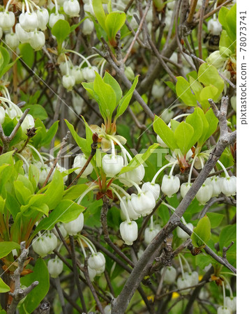 Enkianthus perulatus, Enkianthus perulatus Enkianthus perulatus, Enkianthus perulatus 78073741