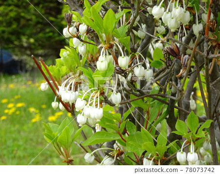 Enkianthus perulatus, Enkianthus perulatus 78073742