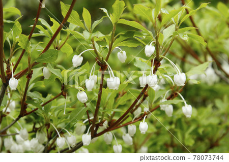 Enkianthus perulatus, Enkianthus perulatus 78073744