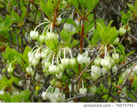 Enkianthus perulatus, Enkianthus perulatus Enkianthus perulatus, Enkianthus perulatus 78073745