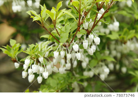 Enkianthus perulatus, Enkianthus perulatus 78073746