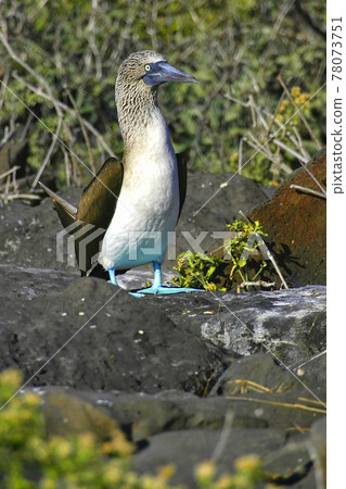 Blue-footed Booby, Galapagos National Park, Ecuador 78073751