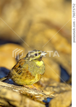 Cirl Bunting, Mediterranean Forest, Spain 78073752