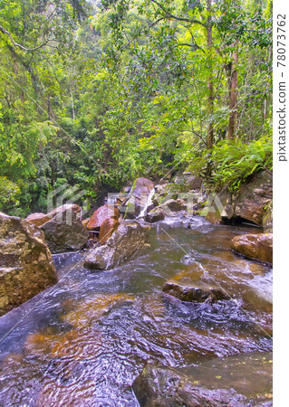 Rainforest River, Sinharaja National Park Rain Forest, Sri Lanka Rainforest River, Sinharaja National Park Rain Forest, Sri Lanka 78073762