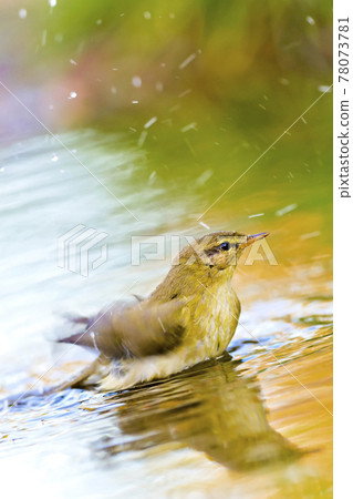 Willow Warbler, Mediterranean Forest, Spain 78073781
