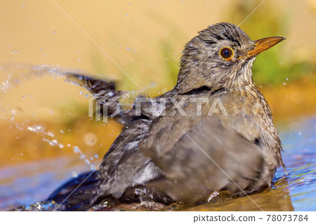 Blackbird, Mediterranean Forest, Spain 78073784