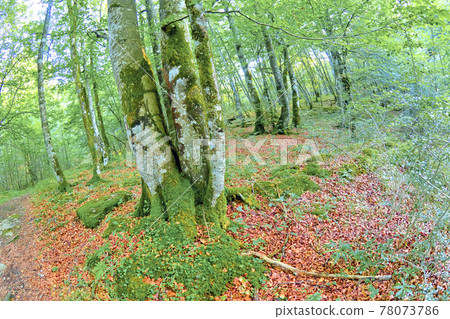 Forest Landscape, Valderejo Natural Park, Spain 78073786