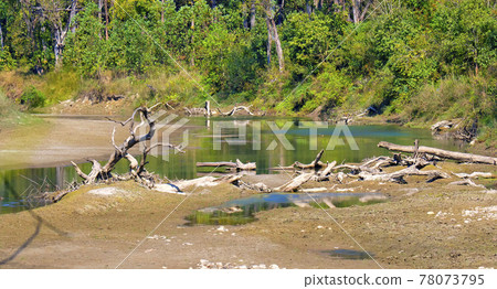 Riverine Forest and River, Royal Bardia National Park, Nepal 78073795