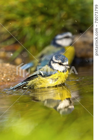 Blue Tit, Mediterranean Forest, Spain 78073799