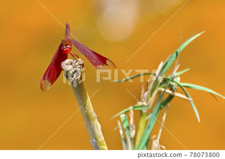 Dragonfly, Royal Bardia National Park, Nepal Dragonfly, Royal Bardia National Park, Nepal 78073800