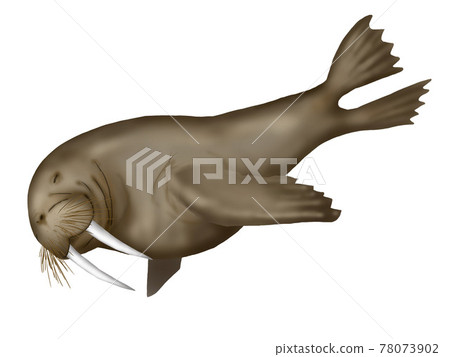 Illustration of a swimming walrus Illustration of a swimming walrus 78073902
