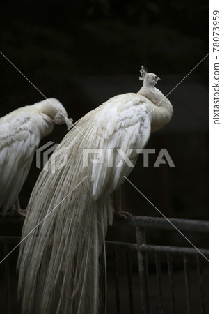 Omuta City Zoo Peacock, 78073959