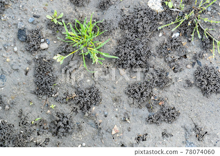 Earthworm droppings in the field 78074060
