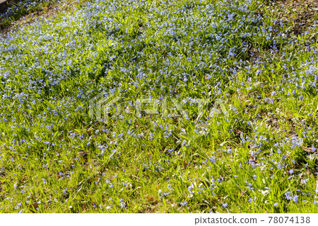 Scilla siberica flower in park at springtime 78074138