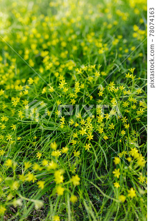 Gagea minima flowers and grass outdoors Gagea minima flowers and grass outdoors 78074163