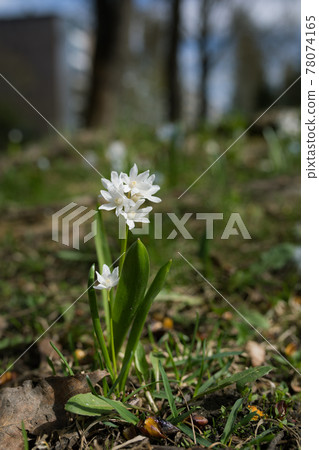 Scilla siberica flower in park at springtime 78074165
