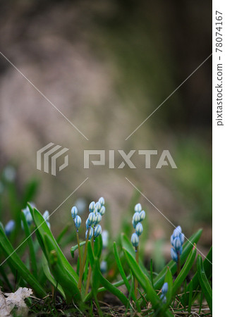 Scilla siberica flower in park at springtime 78074167