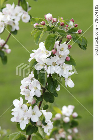 Apple flower Apple flower Apple from Hokkaido 78074185