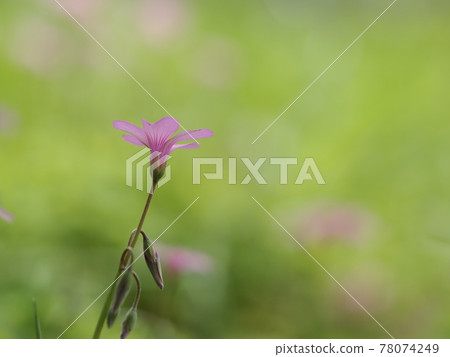 Pink-sorrel in the field in early summer 78074249
