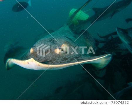 Ito stingray 78074252