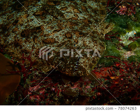 Flounder in Ito 78074263