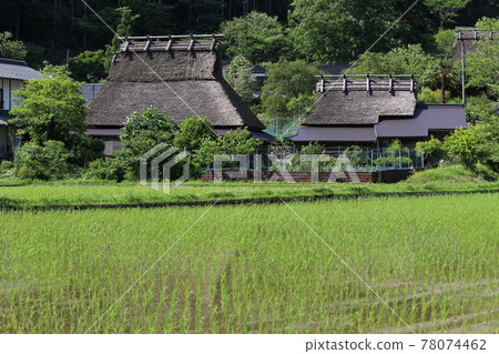 美山水稻種植和茅草民居[京都府] 78074462