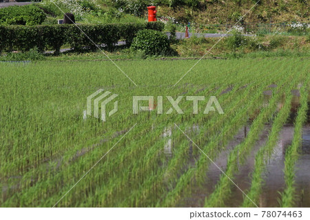 美山水稻種植和茅草民居[京都府] 78074463