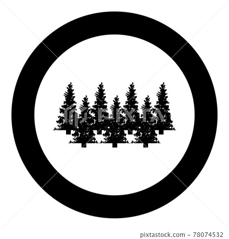 Fir tree Christmas Coniferous Spruce Pine forest Fir tree Christmas Coniferous Spruce Pine forest 78074532