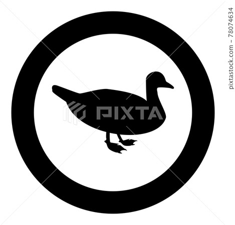 Duck Male mallard Bird Waterbird Waterfowl Duck Male mallard Bird Waterbird Waterfowl 78074634