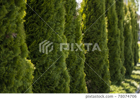 Green hedge of thuja trees. Closeup fresh green branches of thuja trees. Evergreen coniferous Tui tree. Nature, background. 78074706