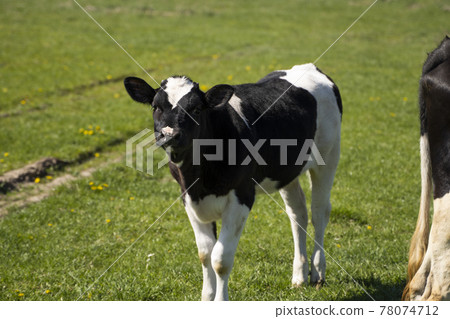 Black and white calf stares at you on a summer pasture eats a grass. 78074712