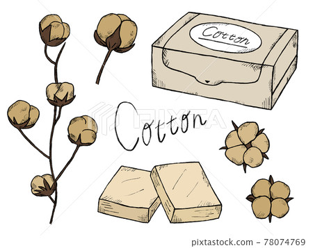 Handwritten illustration image of organic cotton or cotton Handwritten illustration image of organic cotton or cotton 78074769